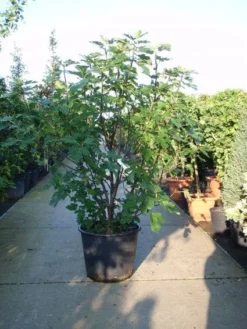 Vijg (Ficus Carica) -Exporteren Groei Planten Winkel 20101215105457 10