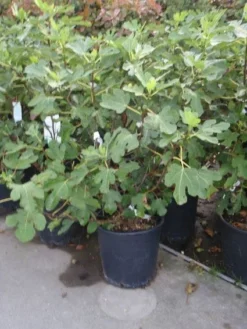 Vijg (Ficus Carica) -Exporteren Groei Planten Winkel 20101215105937 10