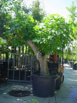 Vijg Als Solitair (Ficus Carica) -Exporteren Groei Planten Winkel 20101215111635 7