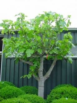 Vijg Als Solitair (Ficus Carica) -Exporteren Groei Planten Winkel 20101215111658 7