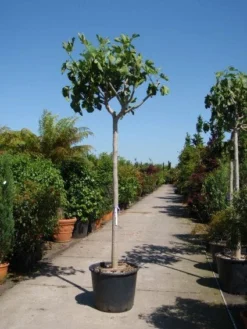 Vijgenboom (Ficus Carica) -Exporteren Groei Planten Winkel 20101215112153 7