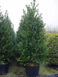 Gewone Hulst (Ilex Aquifolium) -Exporteren Groei Planten Winkel 20101215152933 12