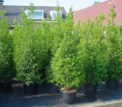Hulst (Ilex Aquifolium 'Silver Queen') -Exporteren Groei Planten Winkel 20101215153306 11 1