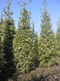 Hulst (Ilex Aquifolium 'Argentea Marginata') 11 Hulst (Ilex Aquifolium 'Argentea Marginata') -Exporteren Groei Planten Winkel 20101215153638 9 1