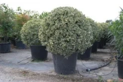 Bonte Hulst In Bolvorm (Ilex Aquifolium 'Argentea Marginata') -Exporteren Groei Planten Winkel 20101215154613 5