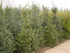 Blauwe Hulst (Ilex Meserveae 'Blue Prince') -Exporteren Groei Planten Winkel 20101215164749 10 1