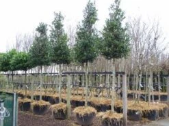 Hulst Als Boom (Ilex 'Nellie R. Stevens') 15 Hulst Als Boom (Ilex 'Nellie R. Stevens') -Exporteren Groei Planten Winkel 20101215170614 8