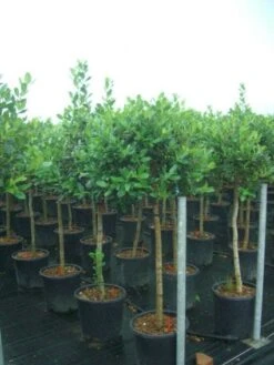 Hulst Op Stam (Ilex 'Nellie R Stevens') -Exporteren Groei Planten Winkel 20101215170902 1