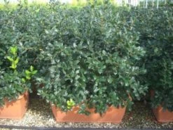 Hulst, Meeneemhaag (Ilex 'Nellie R Stevens')