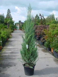 Jeneverbes (Juniperus Scopulorum 'Skyrocket') -Exporteren Groei Planten Winkel 20101216132150 6