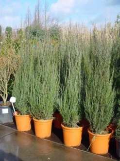 Jeneverbes (Juniperus Scopulorum 'Skyrocket') -Exporteren Groei Planten Winkel 20101216132205 6