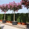 Roze Lagerstroemia Als Boom (Lagerstroemia Indica)