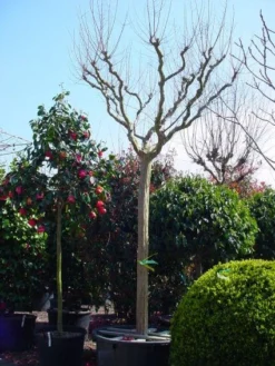 Roze Lagerstroemia Als Boom (Lagerstroemia Indica) 21 Roze Lagerstroemia Als Boom (Lagerstroemia Indica) -Exporteren Groei Planten Winkel 20101216134719 9