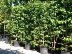 Amberboom Als Leivorm (Liquidambar Styraciflua 'Worplesdon') -Exporteren Groei Planten Winkel 20101217130845 2