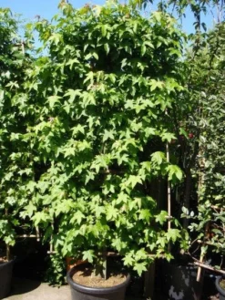 Amberboom Als Leivorm (Liquidambar Styraciflua) -Exporteren Groei Planten Winkel 20101217133819 3