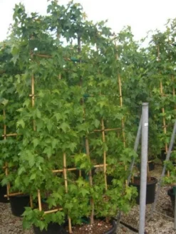 Amberboom Als Leivorm (Liquidambar Styraciflua) -Exporteren Groei Planten Winkel 20101217133829 3