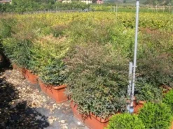 Hemelse Bamboe Als Meeneemhaag (Nandina Domestica)