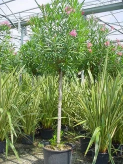Oleander Als Boom (Nerium Oleander) -Exporteren Groei Planten Winkel 20101220114122 5
