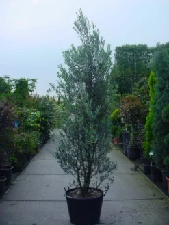 Olijf Als Struik (Olea Europaea) -Exporteren Groei Planten Winkel 20101220120639 9