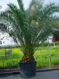 Canarische Dadelpalm (Phoenix Canariensis)