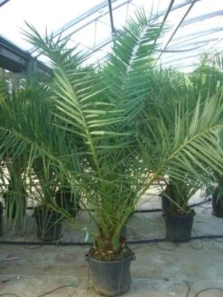 Canarische Dadelpalm (Phoenix Canariensis) -Exporteren Groei Planten Winkel 20101220144503 10