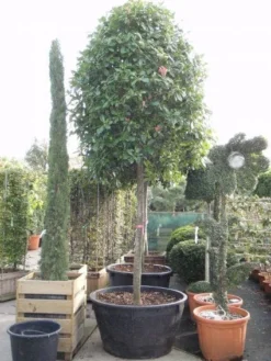 Glansmispel Als Boom (Photinia Fraseri 'Red Robin') -Exporteren Groei Planten Winkel 20101220152227 9