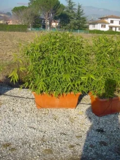 Bamboe Als Meeneemhaag (Phyllostachys Aurea)