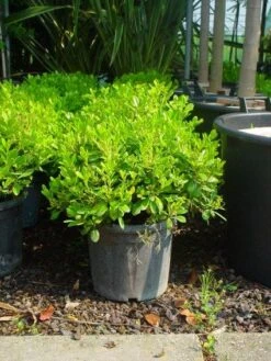 Australische Laurier (Pittosporum Tobira 'Nanum') -Exporteren Groei Planten Winkel 20101221141255 8