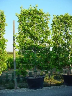 Plataan Als Leivorm (Platanus Hispanica) -Exporteren Groei Planten Winkel 20101221145019 2