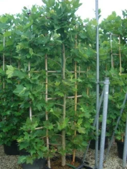 Plataan Als Leivorm (Platanus Hispanica) -Exporteren Groei Planten Winkel 20101221145030 2