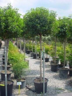 Portugese Laurier Op Stam (Prunus Lusitanica 'Angustifolia') -Exporteren Groei Planten Winkel 20101221164022 5