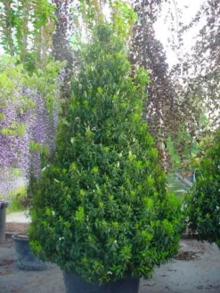 Portugese Laurier, Piramide (Prunus Lusitanica ) 7 Portugese Laurier, Piramide (Prunus Lusitanica ) -Exporteren Groei Planten Winkel 20101221164936 8