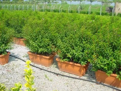 Portugese Laurier Als Meeneemhaag (Prunus Lusitanica) 1 Portugese Laurier Als Meeneemhaag (Prunus Lusitanica)