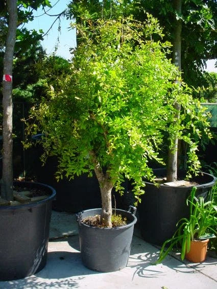 Granaatappel Op Stam (Punica Granatum) 1 Granaatappel Op Stam (Punica Granatum)