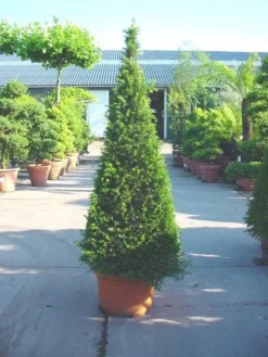 Taxus Als Pyramide (Taxus Baccata) 11 Taxus Als Pyramide (Taxus Baccata) -Exporteren Groei Planten Winkel 20101228152743 5