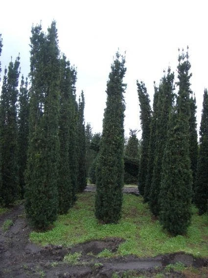 Zuiltaxus (Taxus Baccata 'Fastigiata Robusta') 1 Zuiltaxus (Taxus Baccata 'Fastigiata Robusta')
