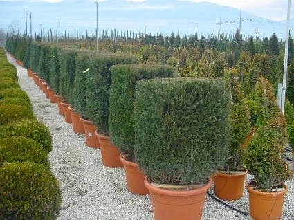 Taxus Als Kubus (Taxus Baccata) 1 Taxus Als Kubus (Taxus Baccata)