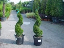 Taxus Als Spiraal (Taxus Baccata)