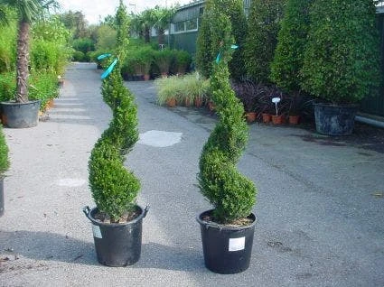 Taxus Als Spiraal (Taxus Baccata) 1 Taxus Als Spiraal (Taxus Baccata)