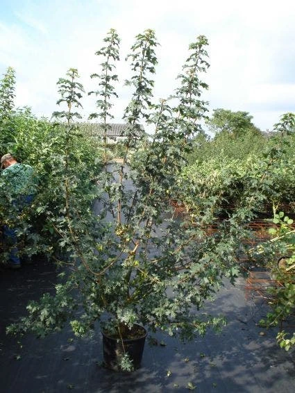 Veldesdoorn Als Haag (Acer Campestre) 2 Veldesdoorn Als Haag (Acer Campestre) - Afbeelding 2