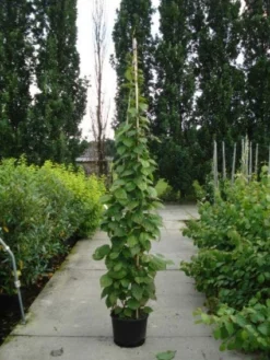 Sierkiwi (Actinidia Kolomikta) -Exporteren Groei Planten Winkel 20110215154225 2