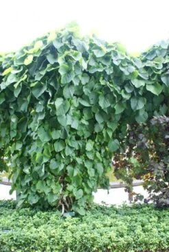 Duitse Pijp (Aristolochia Macropylla) -Exporteren Groei Planten Winkel 20110731133730 3