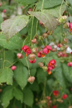 Kardinaalsmuts (Euonymus Planipes) -Exporteren Groei Planten Winkel 20110731134608 5