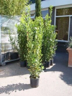 Echte Laurier (Laurus Nobilis) -Exporteren Groei Planten Winkel 20110822165109 10
