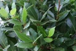 Echte Laurier Op Stam (Laurus Nobilis) -Exporteren Groei Planten Winkel 20110822170724 4