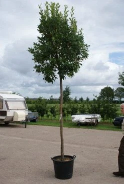 Aardbeiboom (Arbutus Unedo) -Exporteren Groei Planten Winkel 20110822171531 4