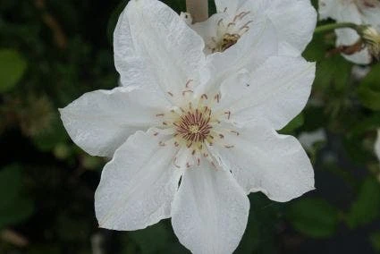Bosrank (Clematis 'Destiny') 2 Bosrank (Clematis 'Destiny') - Afbeelding 2