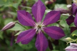 Bosrank (Clematis 'Mikelite') -Exporteren Groei Planten Winkel 20120211142737 1