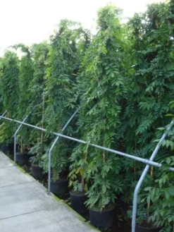 Blauwe Regen (Wisteria Sinensis) -Exporteren Groei Planten Winkel 20120213094040 13