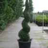 Conifeer Als Spiraal (Thuja Occidentalis 'Smaragd')